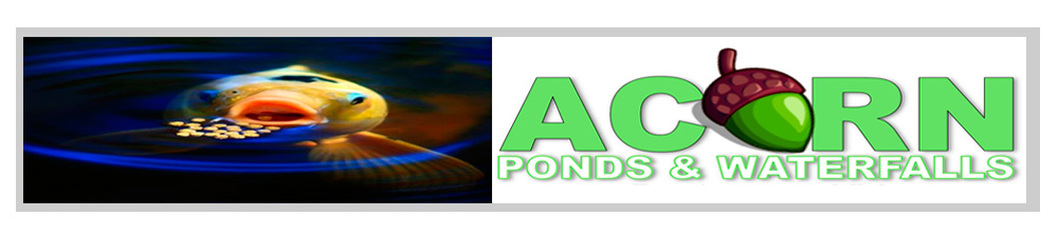 Professional Koi Pond Maintenance Services - Acorn Ponds & Waterfalls 585-442-6373