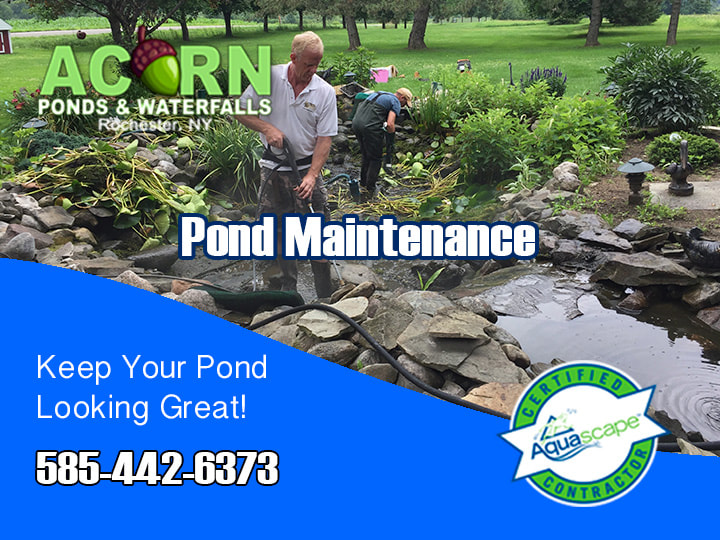 Pond Cleaning And Maintenance Services Rochester - Western New York